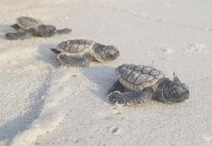 sand, beach, wildlife