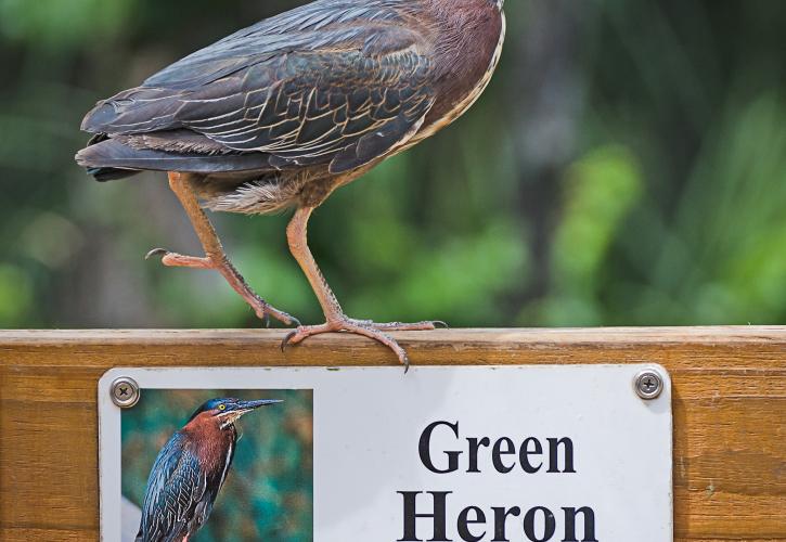 Green Heron perched on boardwalk