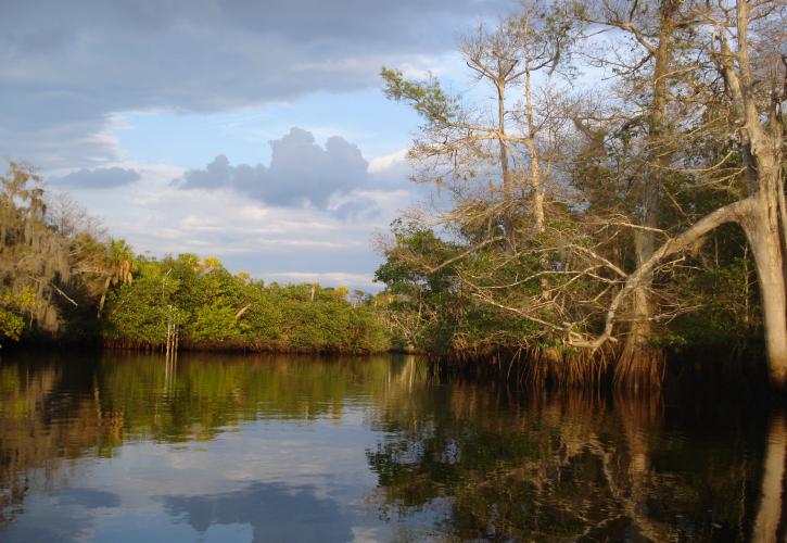 Loxahatchee River View