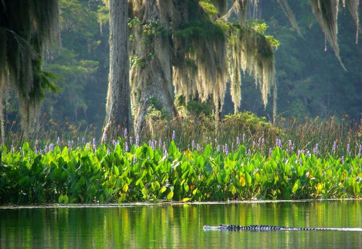 Wakulla Springs Wildlife