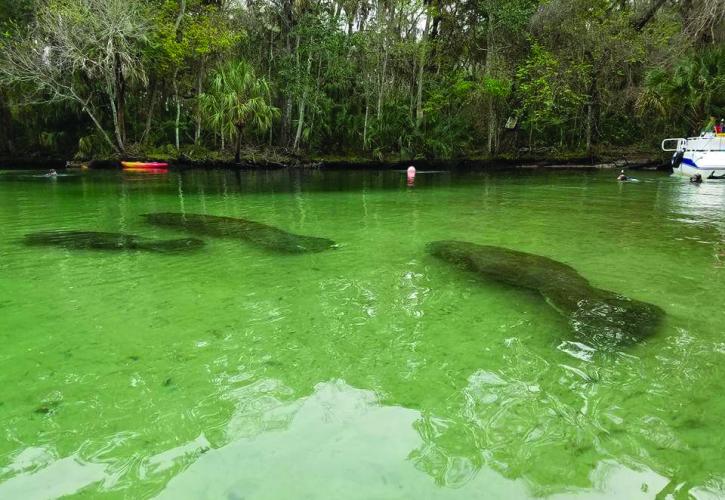 Mantees swimming through the spring