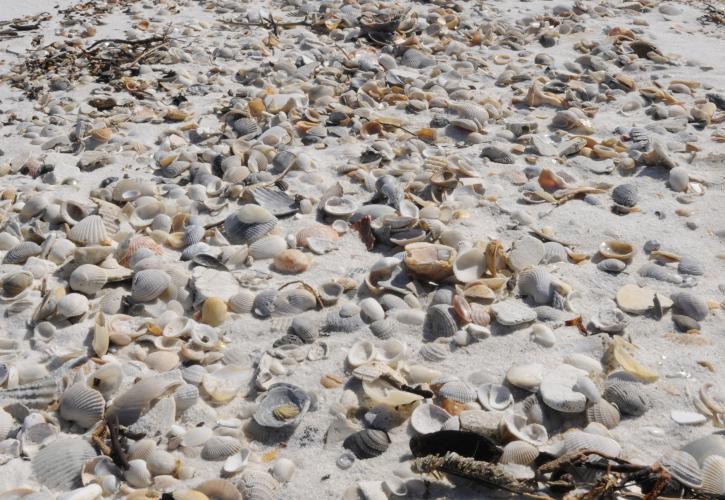 Shelling on St. Joe