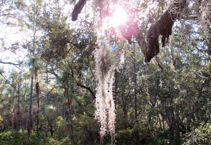 Tarkiln Bayou Preserve State Park