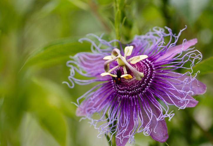 A view of a purple flower with a yellow middle.