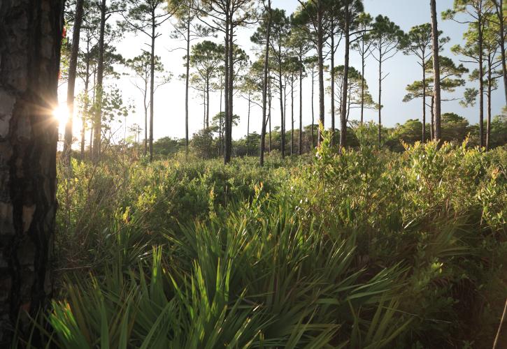 Topsail Hill Preserve
