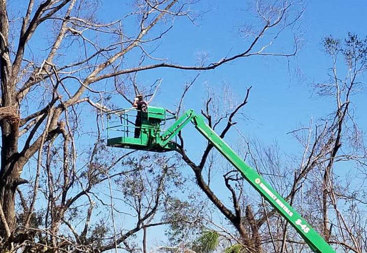 Hurricane Michael Torreya