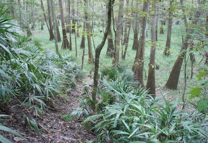 Torreya State Park