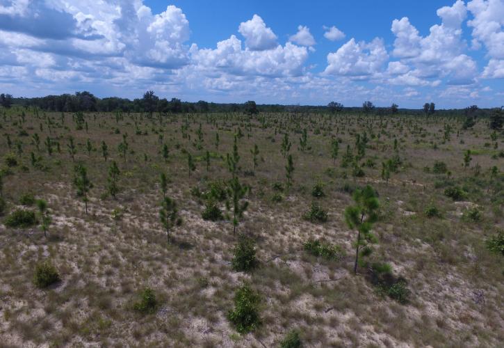 Torreya State Park Restoration Project