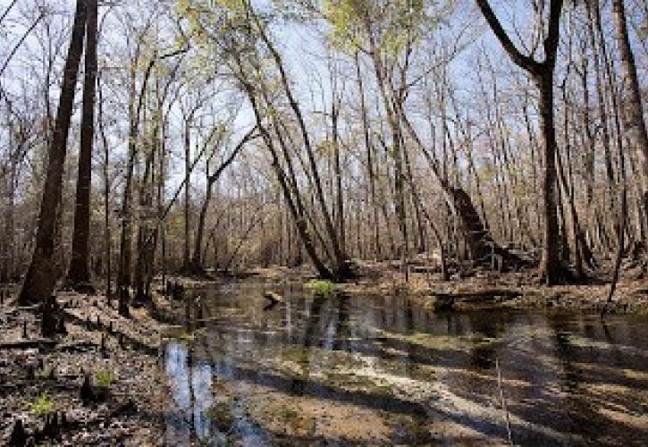 Tributary on St. Marks River