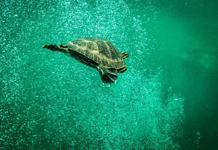 Troy Spring Turtle