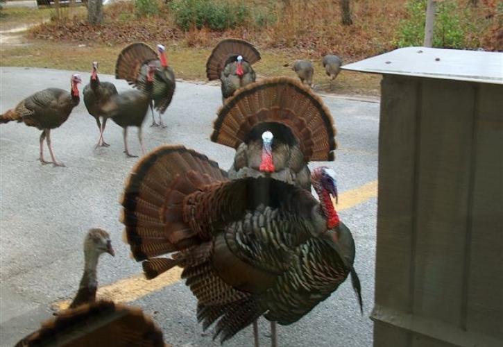 Turkey's at Fort Cooper