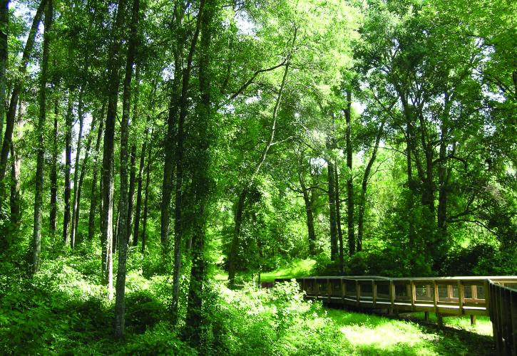 Tall trees and lush green vegetation along boardwalk. 