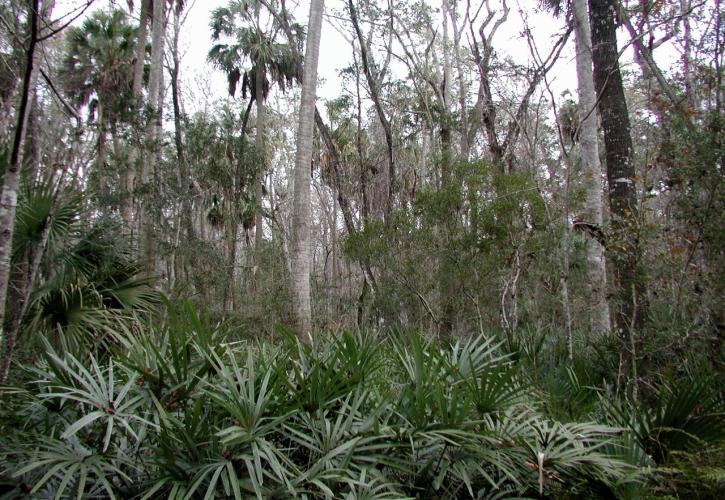 Hydric hammock of palms, palmettos and cedar trees