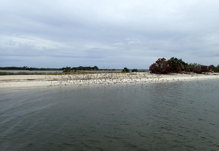 Large group of birds take flight from island in the bay