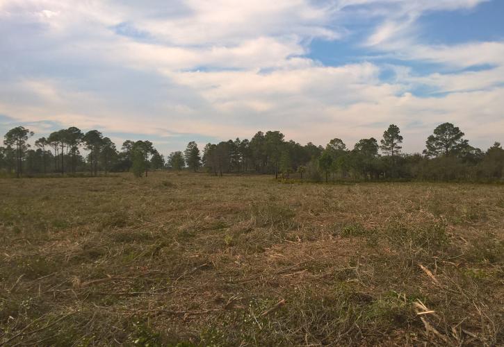 Cedar Key Scrub State Reserve