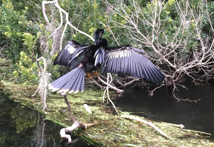 birds, wildlife