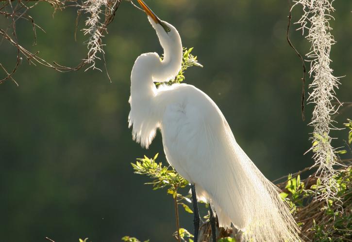 Great Egret during the evening light