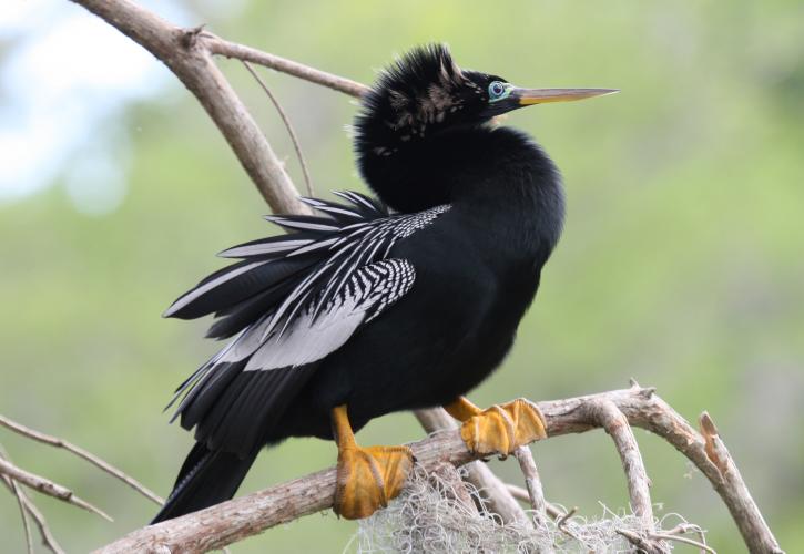Male Anhingha Perched on Branch at Wakulla Springs