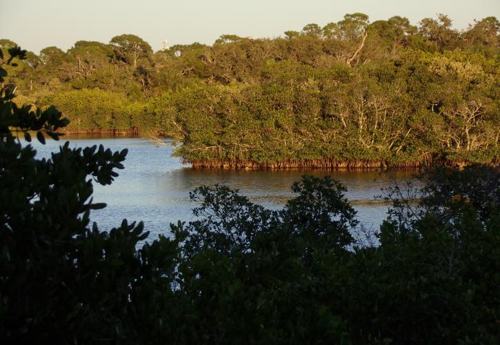 Mangroves.