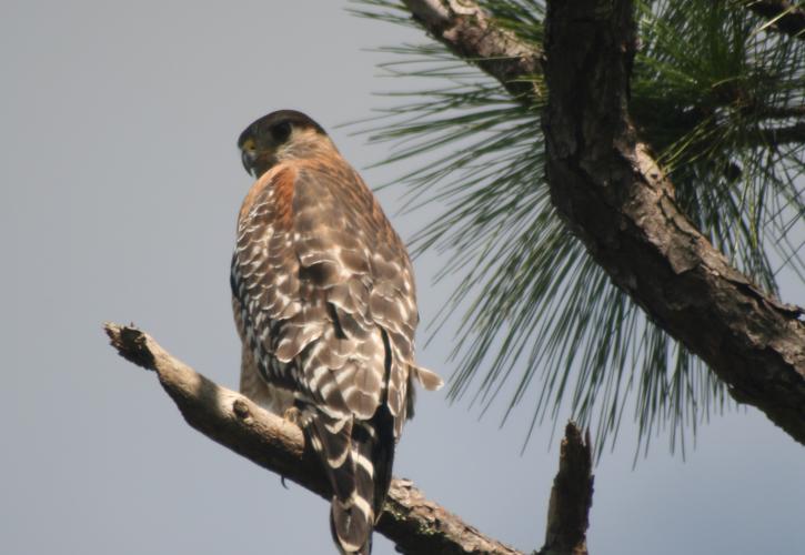 Red shouldered hawk