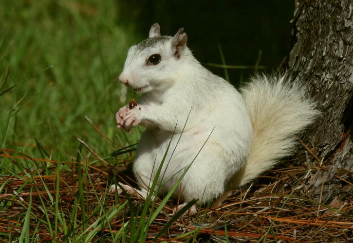 White squirrel sitting upright eating.