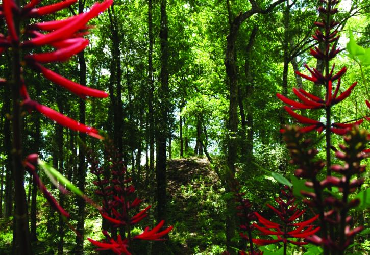 Bright red wildflowers. 