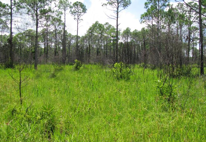 A view of the wet flatlands at wingate creek