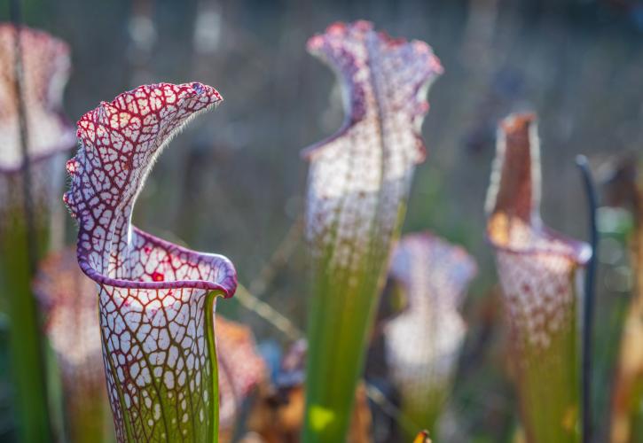 A close up of red-veined pitcher plants with trichomes highlighted in the sun. 