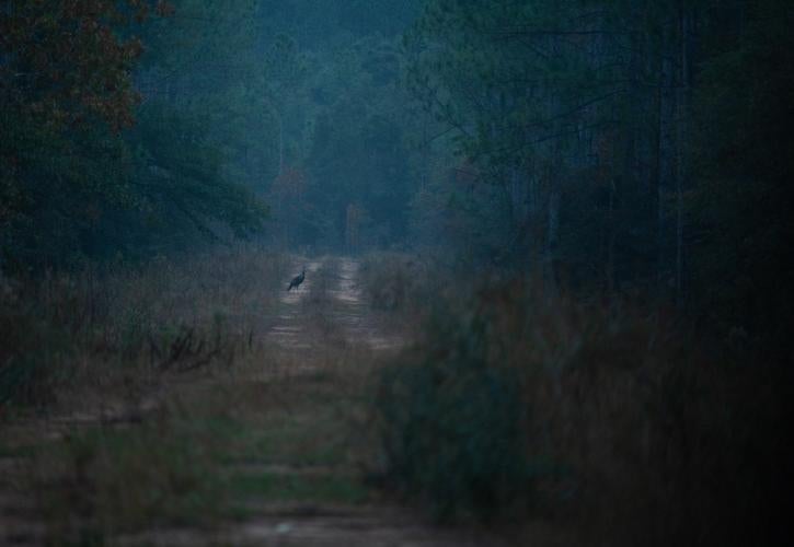 A turkey standing on a dirt road between thick brush. 