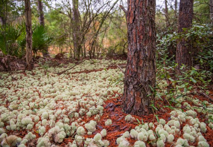 Clumps of pale green deer moss around the base of a pine tree.