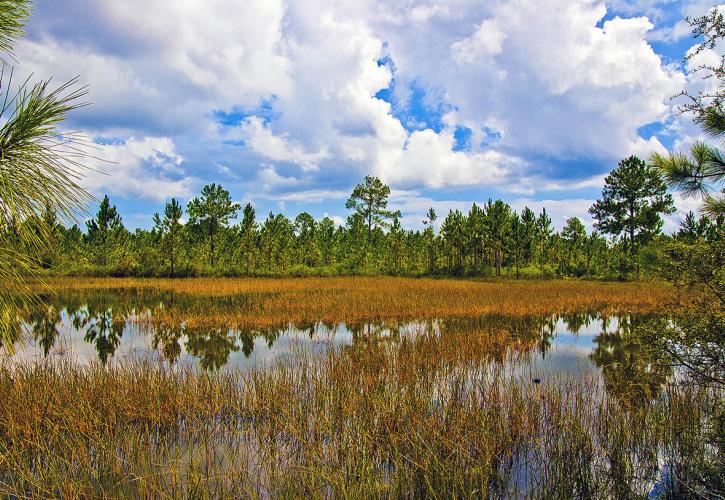 Yellow River Marsh