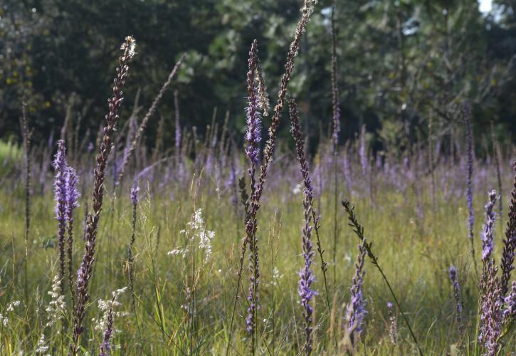 Liatris, Blazing Star at Lake Louisa State Park