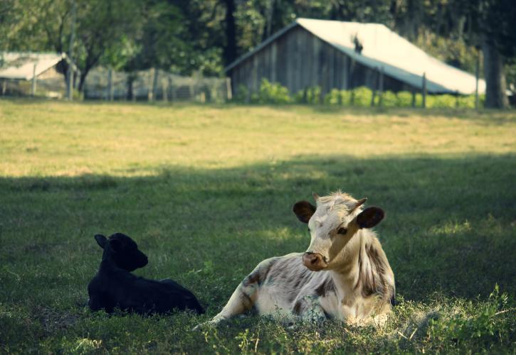 Cows at Dudley Farm