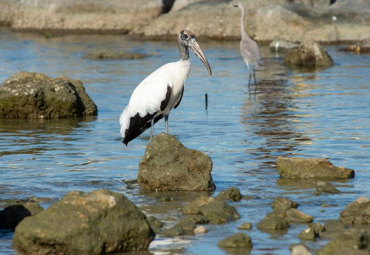 Ibis