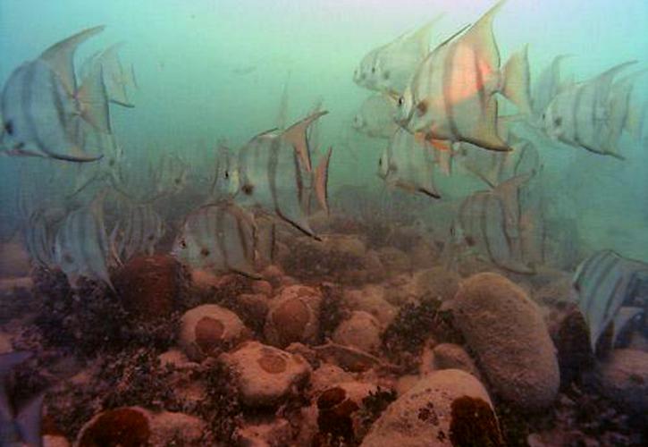 San Pedro Atlantic Spadefish