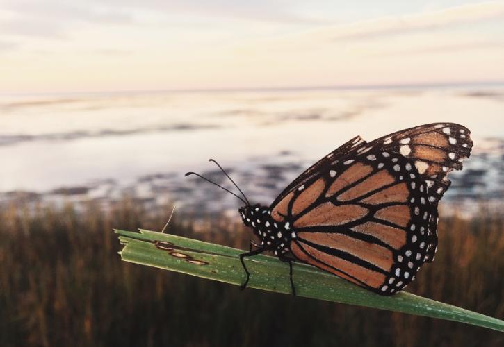 a butterfly perches on a blade of grass on the beach