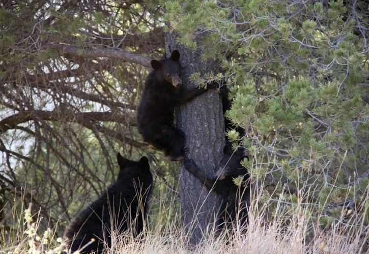 bears, wildlife, animals