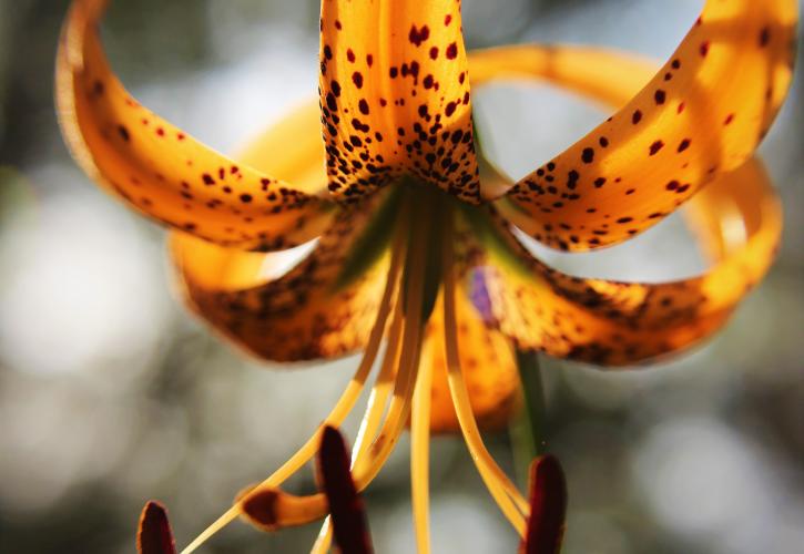 Large vibrant orange lily flower. 