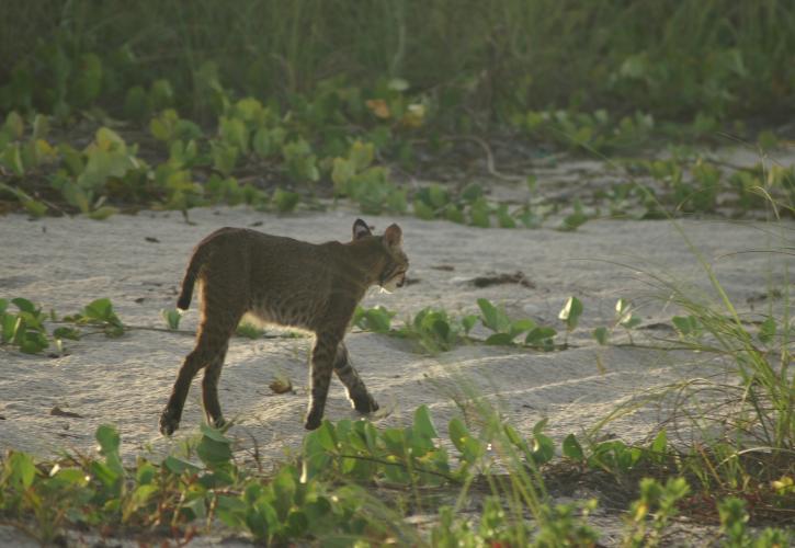 Bobcat on Beach at Fort Pierce Inlet