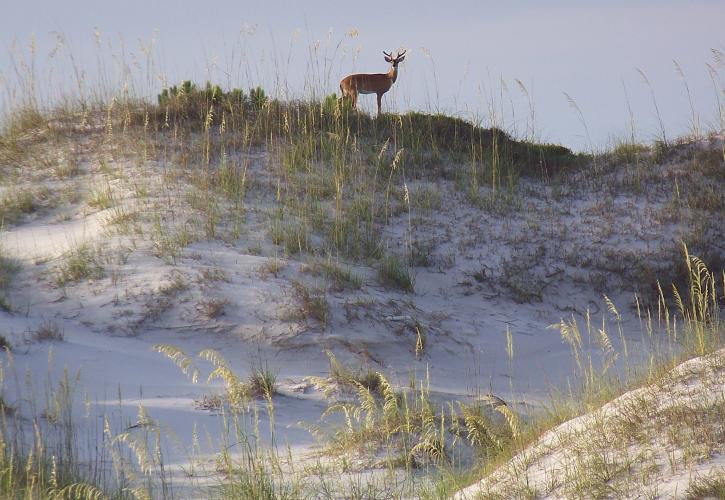 T H Stone Memorial St Joseph Peninsula State Park Florida