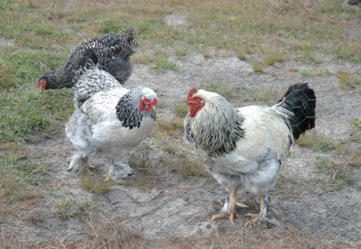 three chickens peck in the grass behind a fence