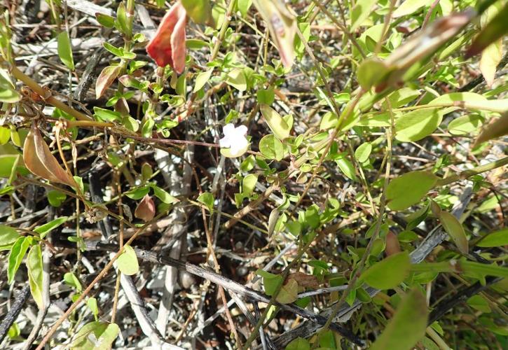 creeping morning glory (Evolvulus convolvuloides)