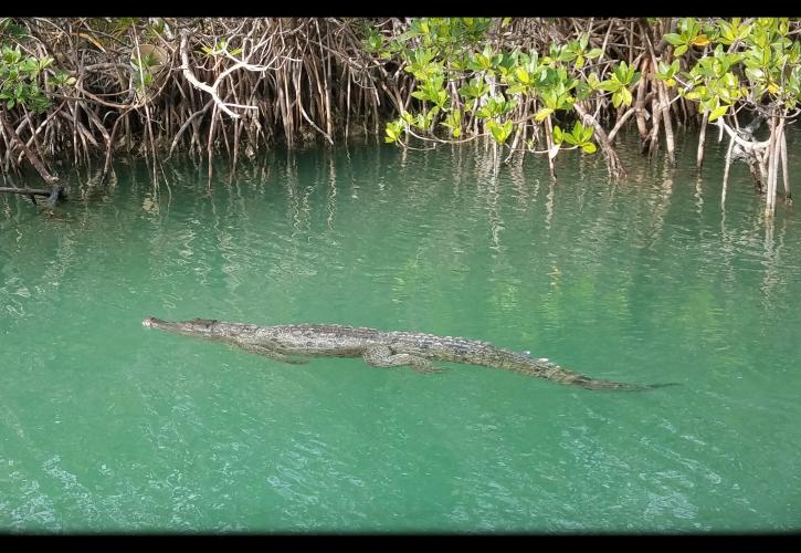 Crocodile Lignumvitae Key Botanical State Park