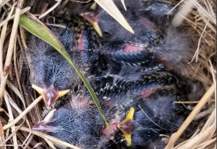 Nest with four FGSP nestlings 