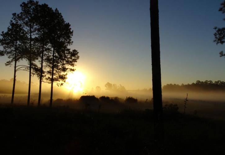 the sun rises against a misty sky, with pine trees in the foreground