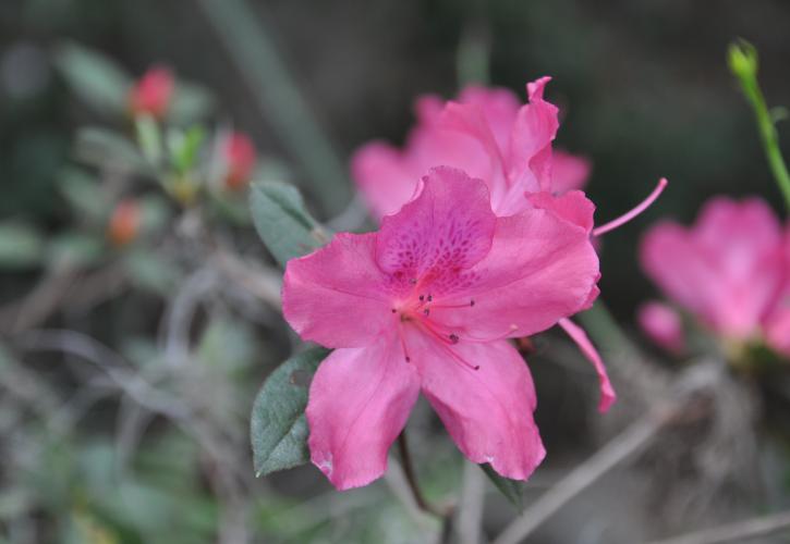 Dark Pink Azalea