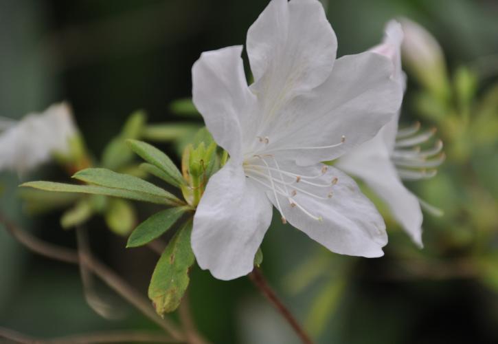 White Azalea