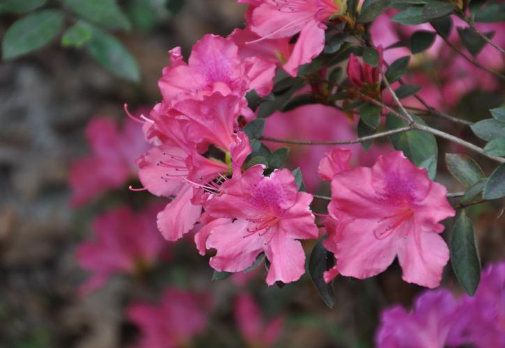 Small pink flower. 