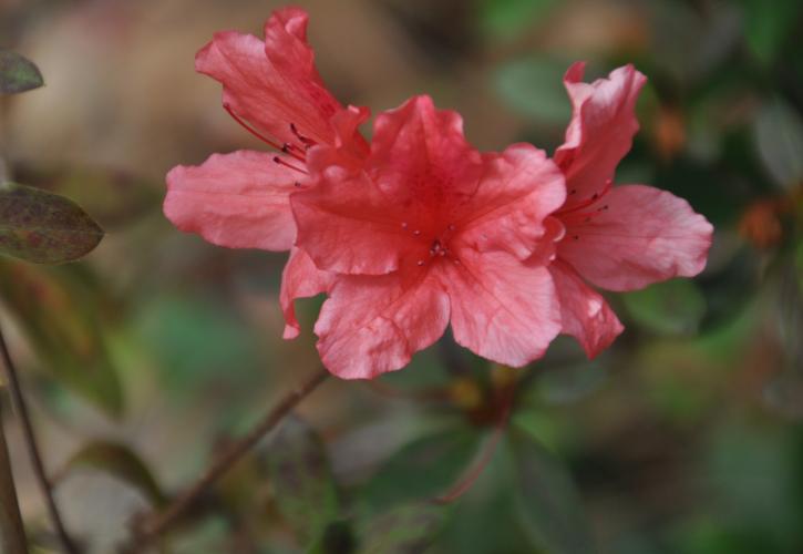 Small coral colored flowers. 