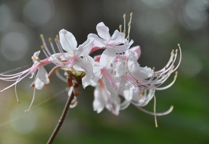 Small, light pink flower. 